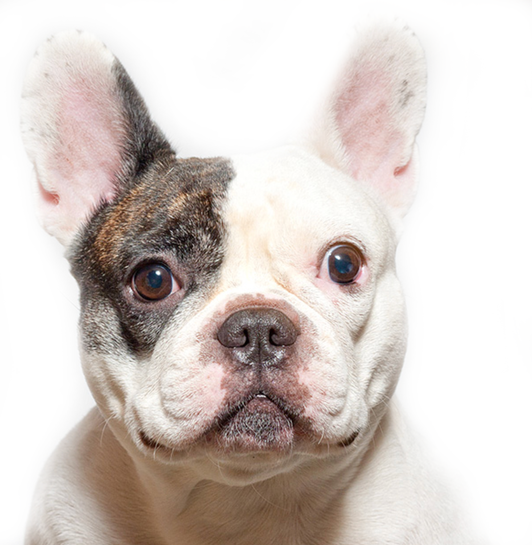 Bouledogue Français