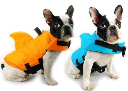 Gilet de natation requin pour Chien